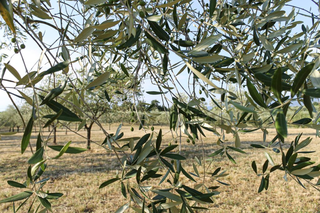 Foglie e olive sui rami del podere