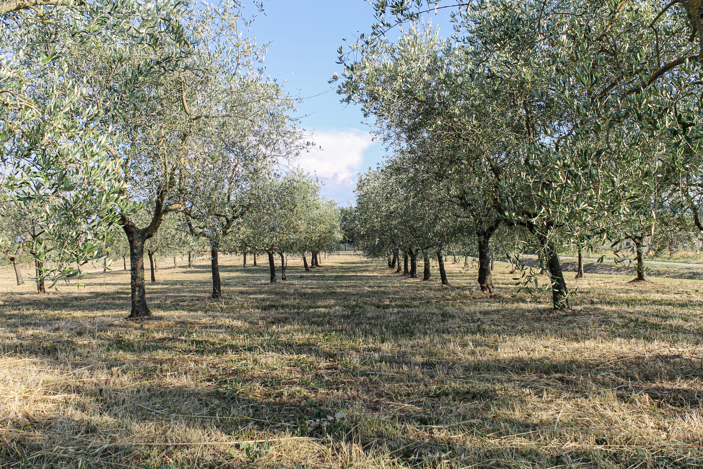 Il viale fiancheggiato dagli olivi del podere